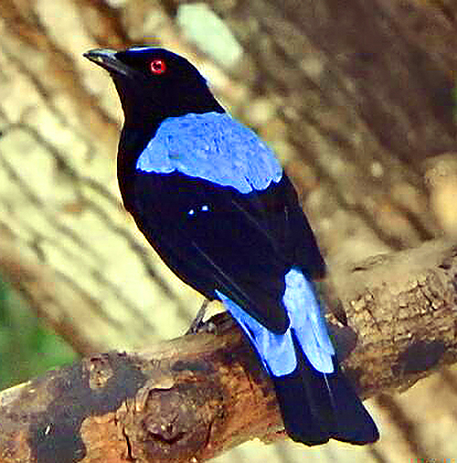 Asian Fairy Bluebird