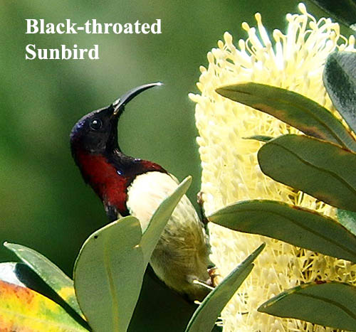 Black-throated Sunbird