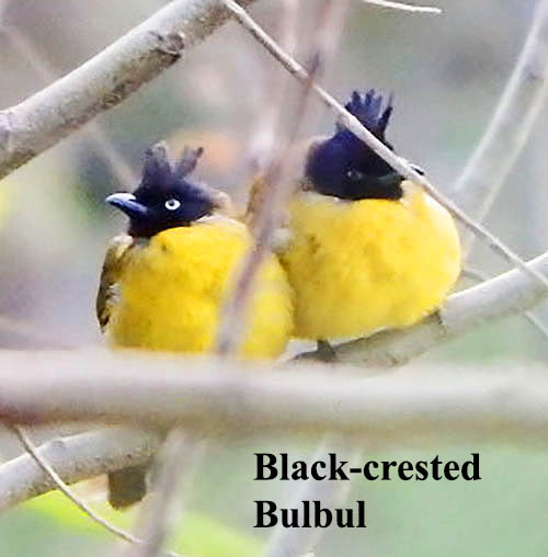 Black-crested Bulbul