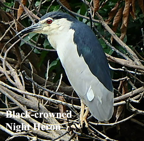 Black-crowned Night Heron