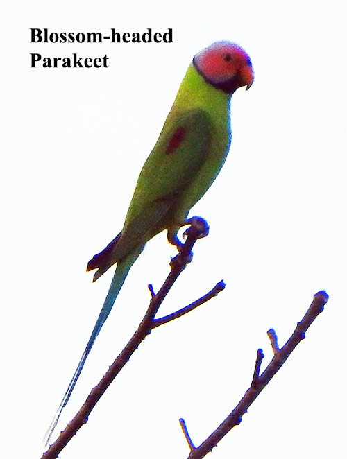 Blossom-headed Parakeet