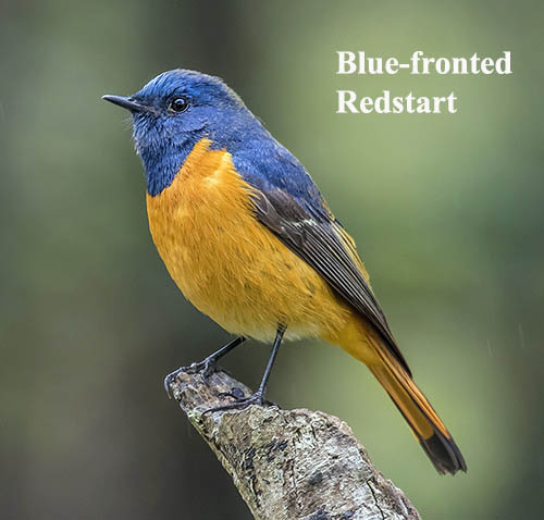 Blue-fronted Redstart