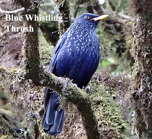 Blue-whistling Thrush