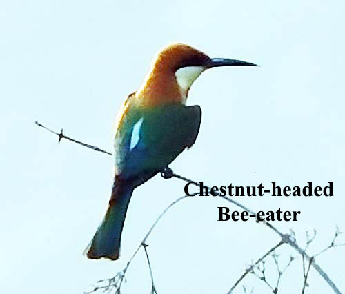 Chestnut-headed Bee-eater