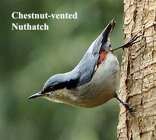Chestnut-vented Nuthatch