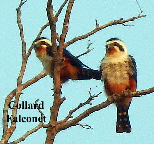 Collard Falconet