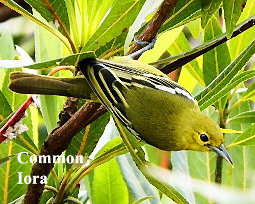 Common Iora