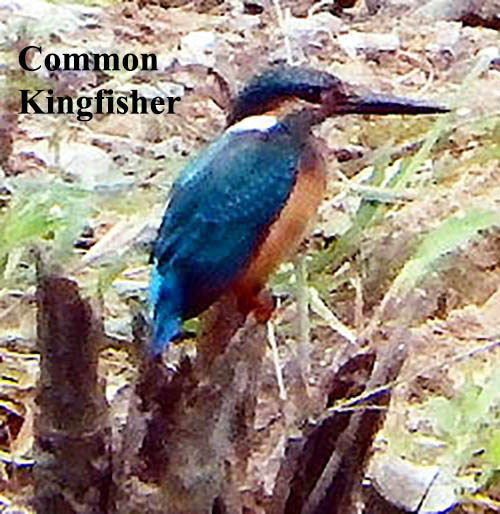 Common Kingfisher