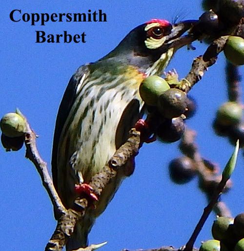 Coppersmith Barbet