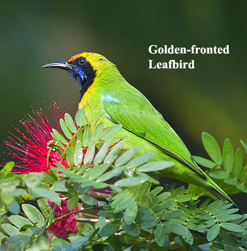 Golden-fronted leafbird