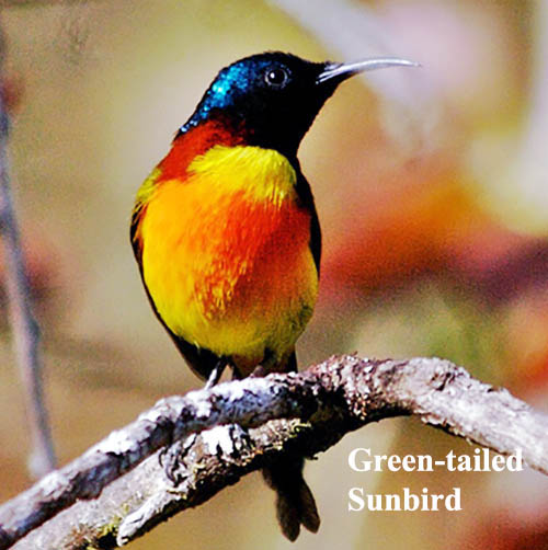 Green-tailed Sunbird