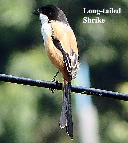 Long-tailed Shrike