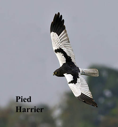 Pied Harrier