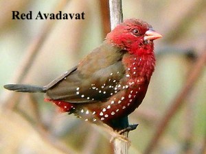Red Avadavat