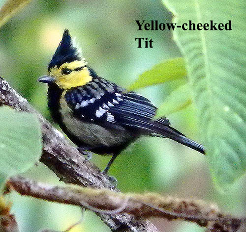 Yellow Cheeked Tit