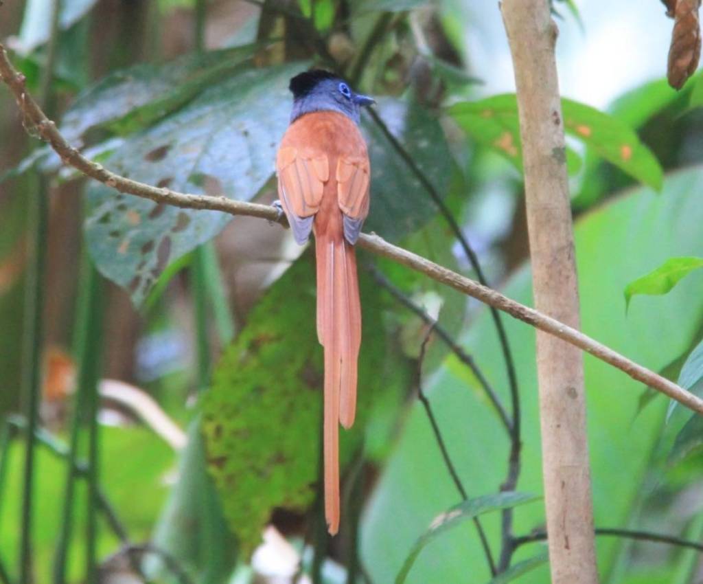 Asian-paradise-Flycatcher