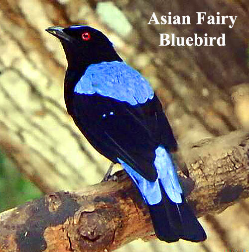 Asian Fairy Bluebird