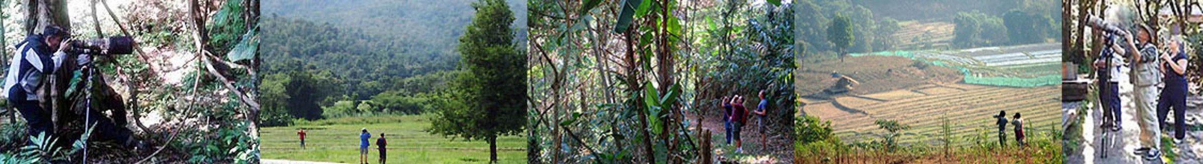 Thailand Birding Tours