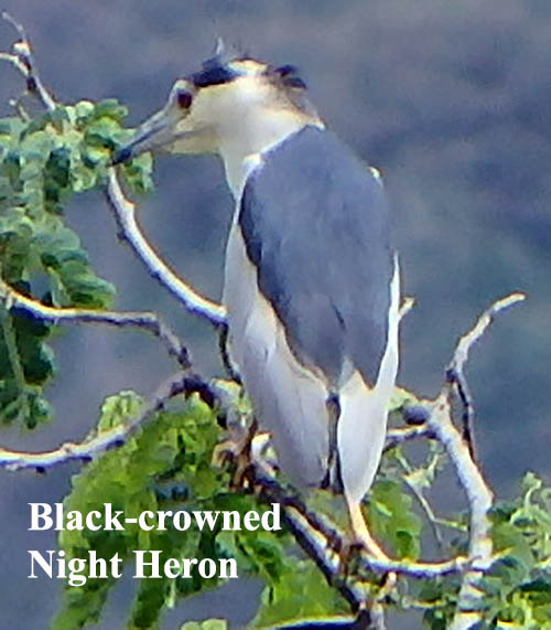 Black-crowned Night Heron