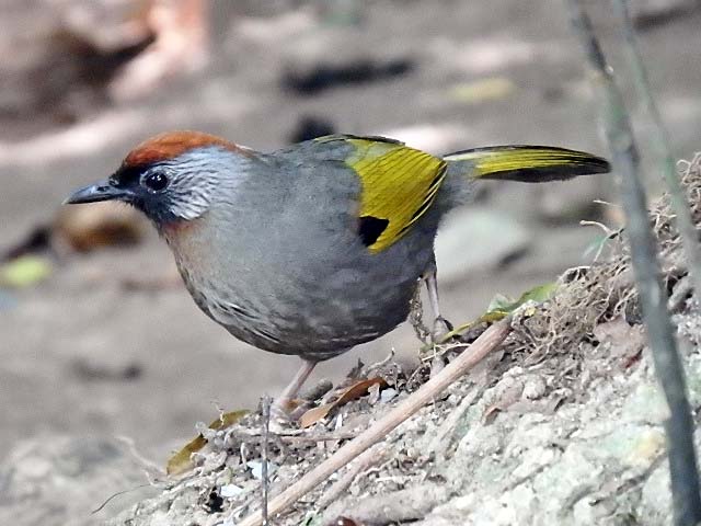 Silver-eared Laughingthrush
