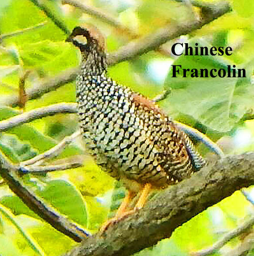 Chinese Francolin