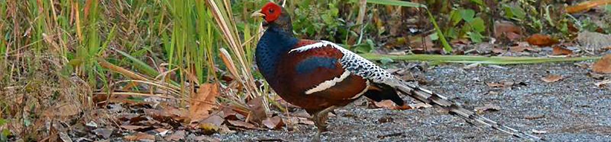 Thailand Birding Tours