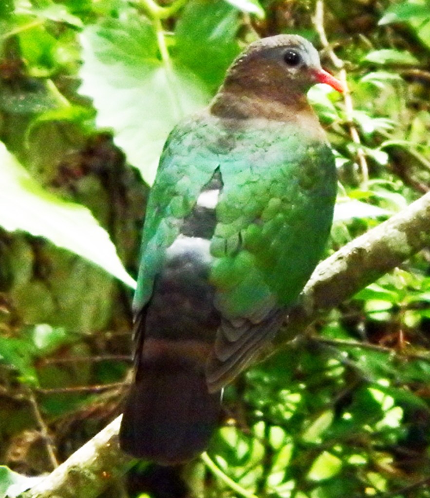 Emerald Dove
