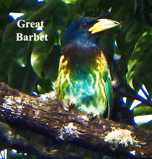 Great Barbet
