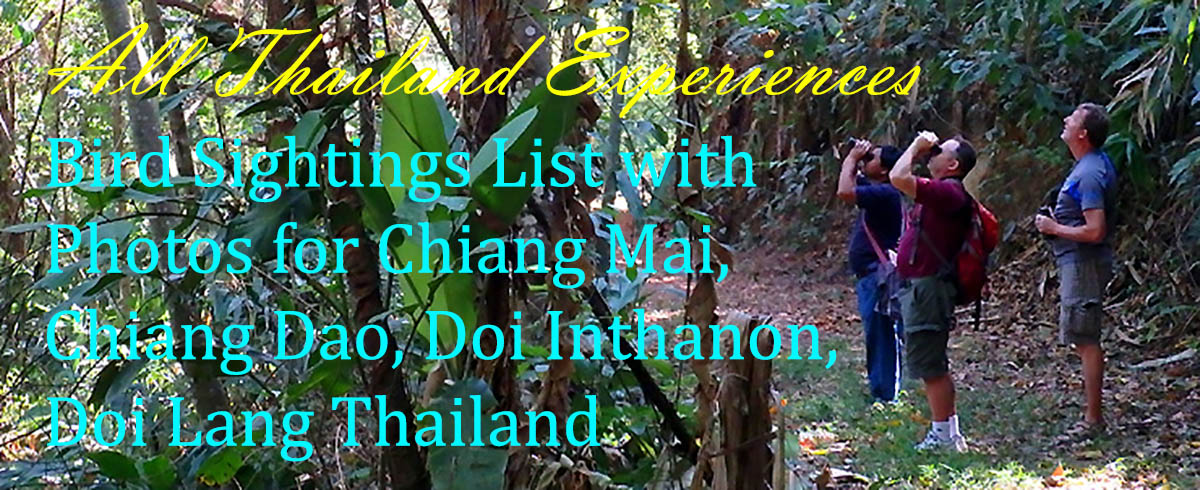 Thailand Bird List