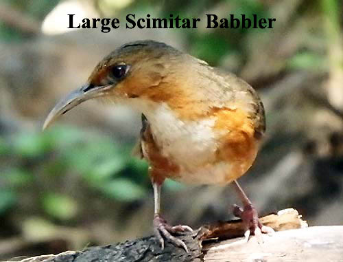 Large Scimitar Babbler