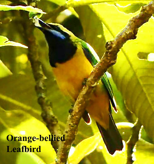 Orange-bellied Leafbird