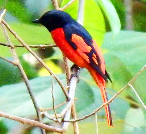 Scarlet Minivet