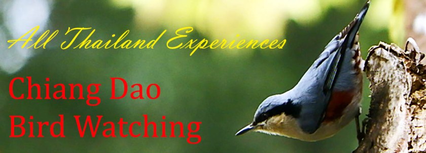 Birding Chiang Dao Thailand