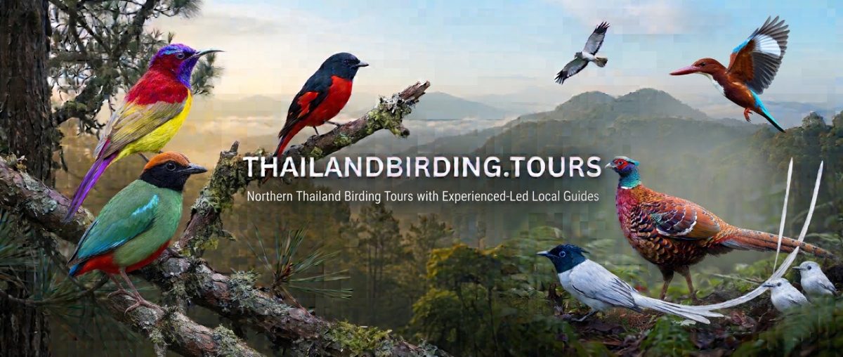 Thailand Birding Tours